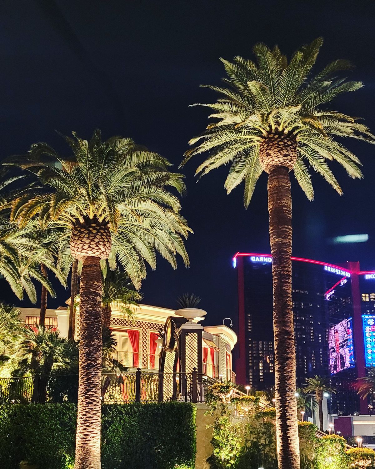 Illuminated palm trees in Las Vegas